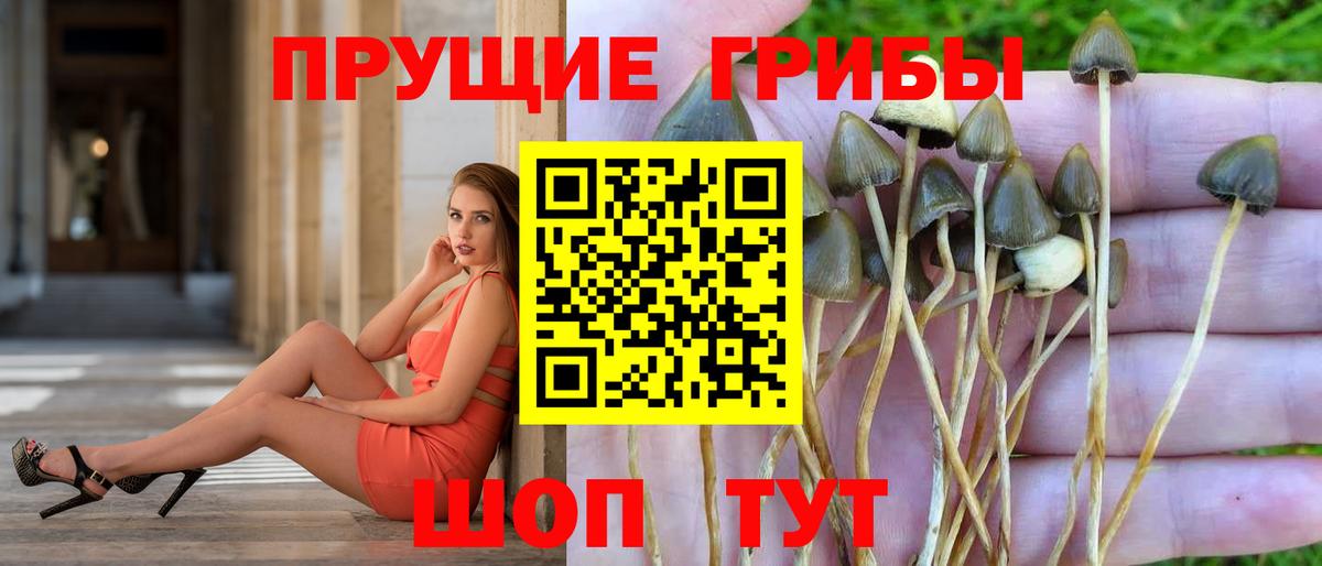 Галлюциногенные грибы Psilocybe Северодвинск